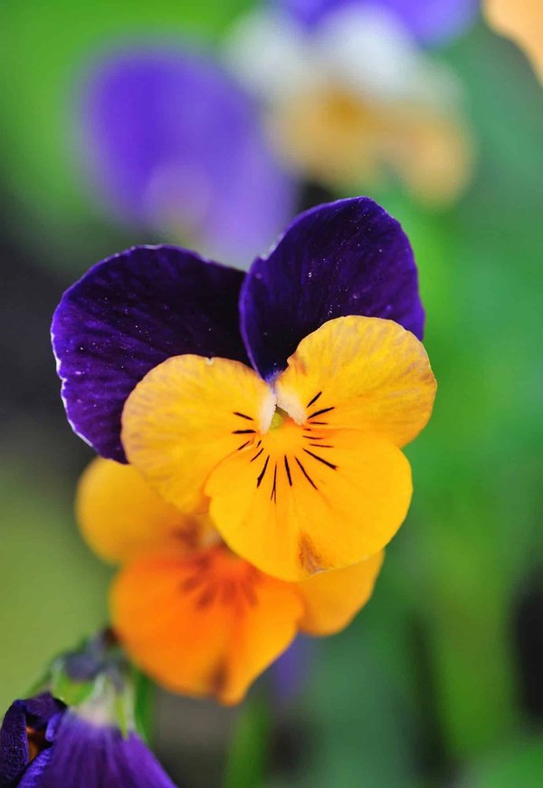 Comment la pensée critique philosophique peut-elle être encouragée dans l'éducation ?